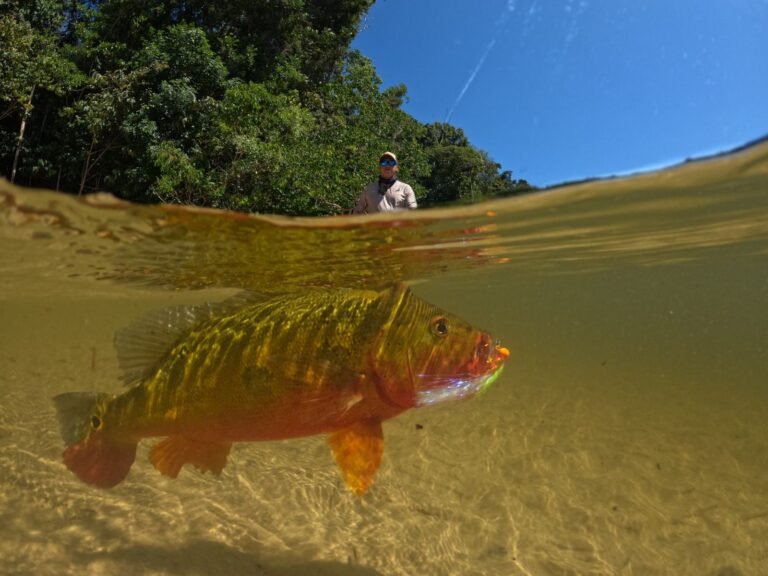Fish photographed underwater in the clear river