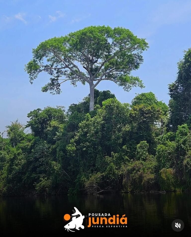 Nature around the São Benedito and Azul rivers