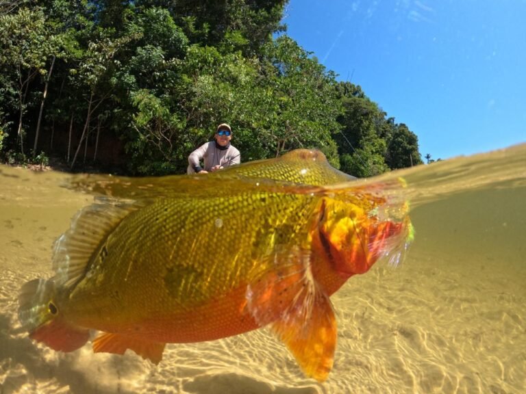 Fire peacock bass swimming in crystal-clear water, in a half-underwater shot with the angler behind it